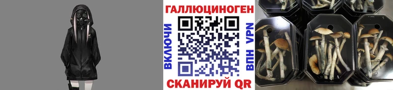 даркнет сайт  Дмитровск  Галлюциногенные грибы Psilocybine cubensis 